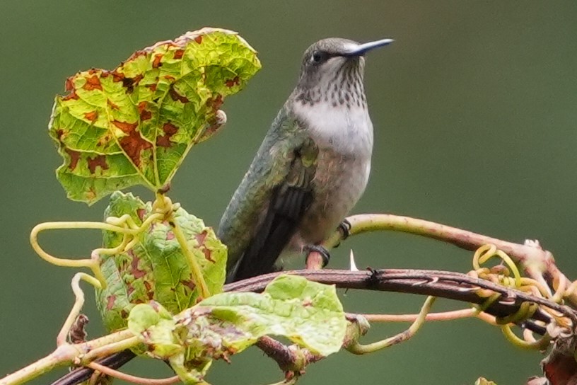 Ruby-throated Hummingbird - ML623793097