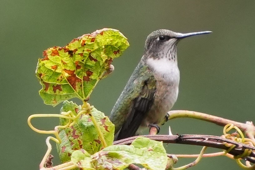 Ruby-throated Hummingbird - ML623793098