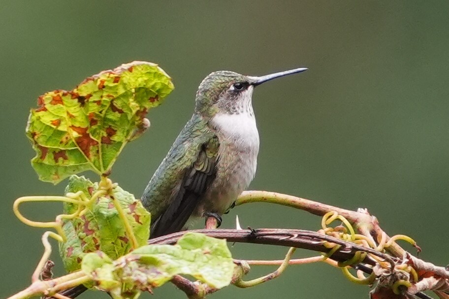 Ruby-throated Hummingbird - ML623793099