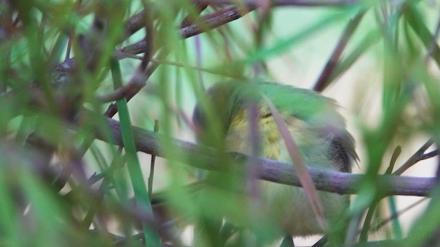 Gray-headed Honeyeater - ML623793108