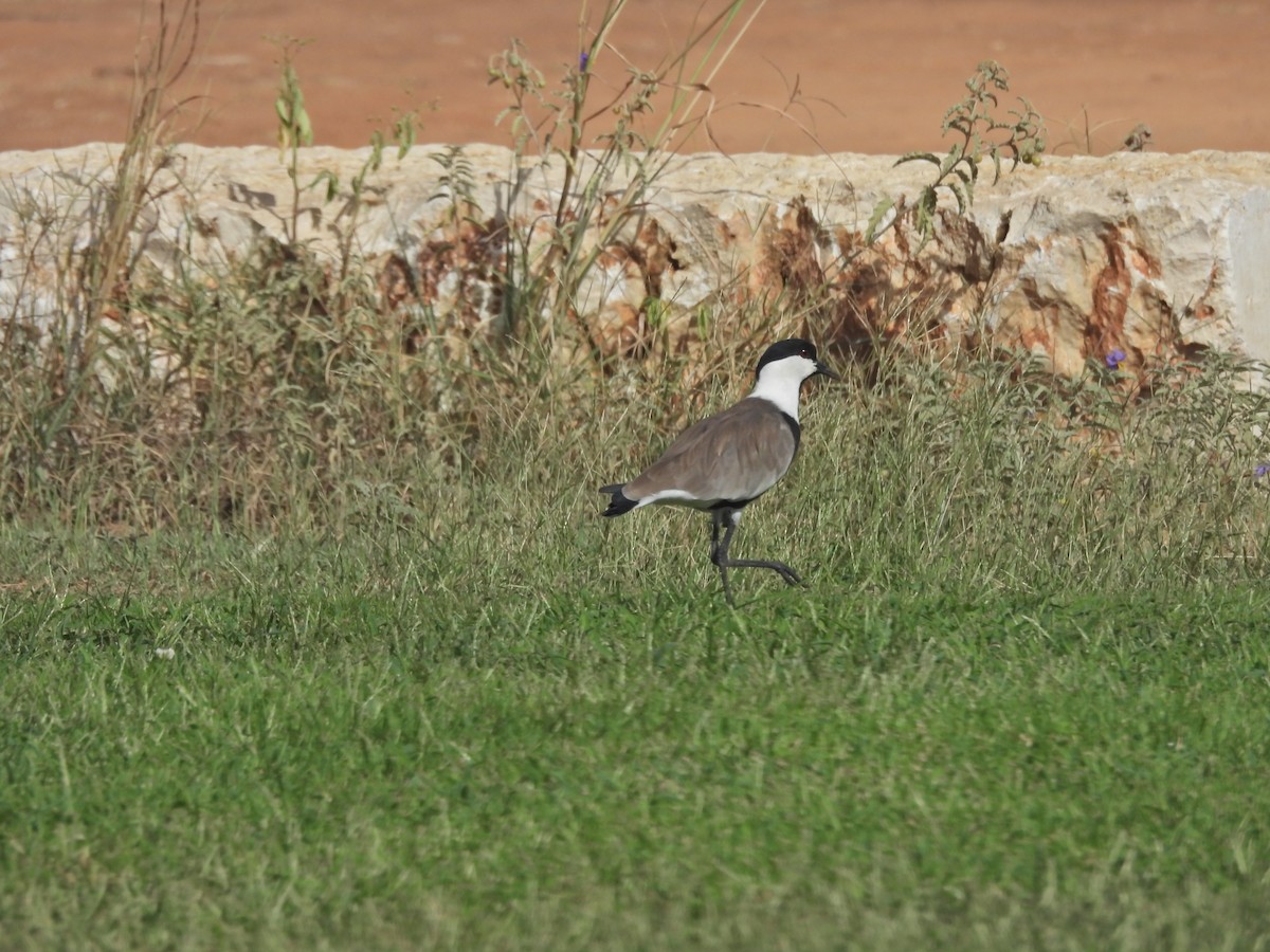 Spur-winged Lapwing - ML623793130