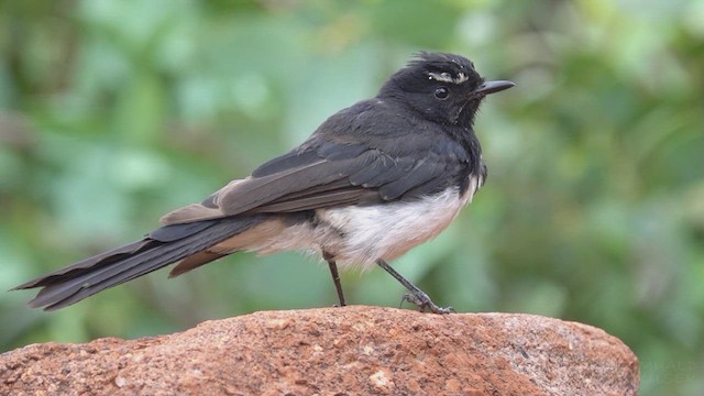 Willie-wagtail - ML623793133