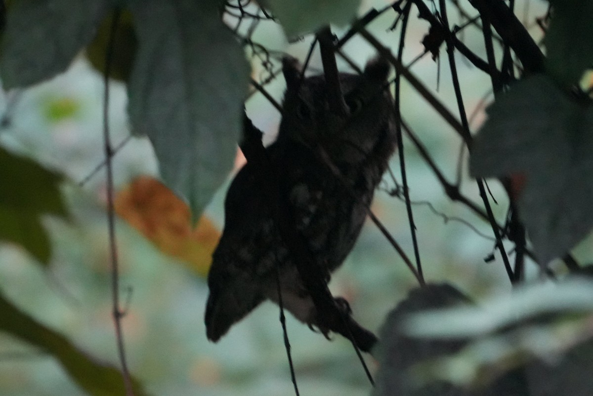 Eastern Screech-Owl - ML623793175