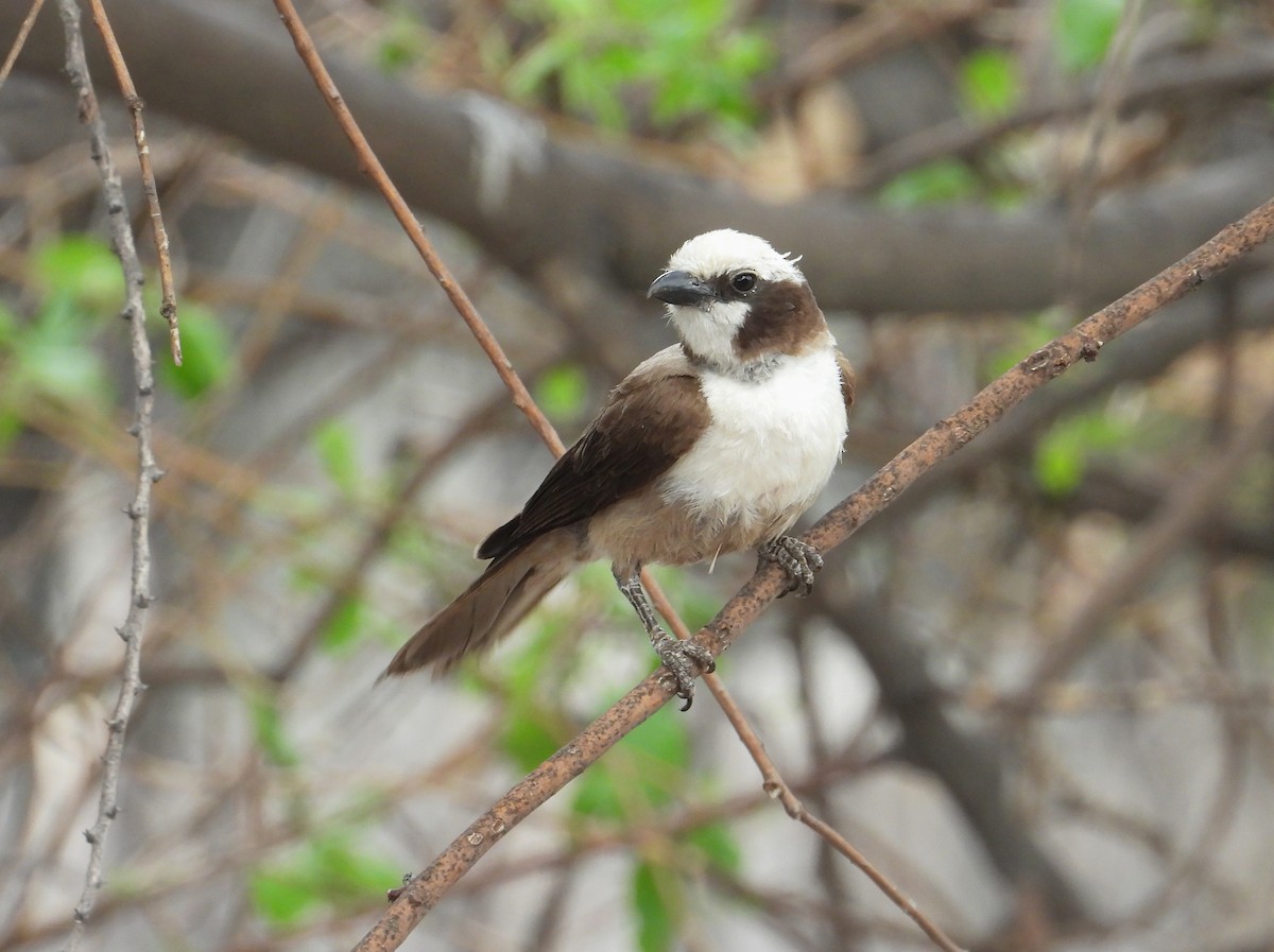 White-crowned Shrike - ML623793226