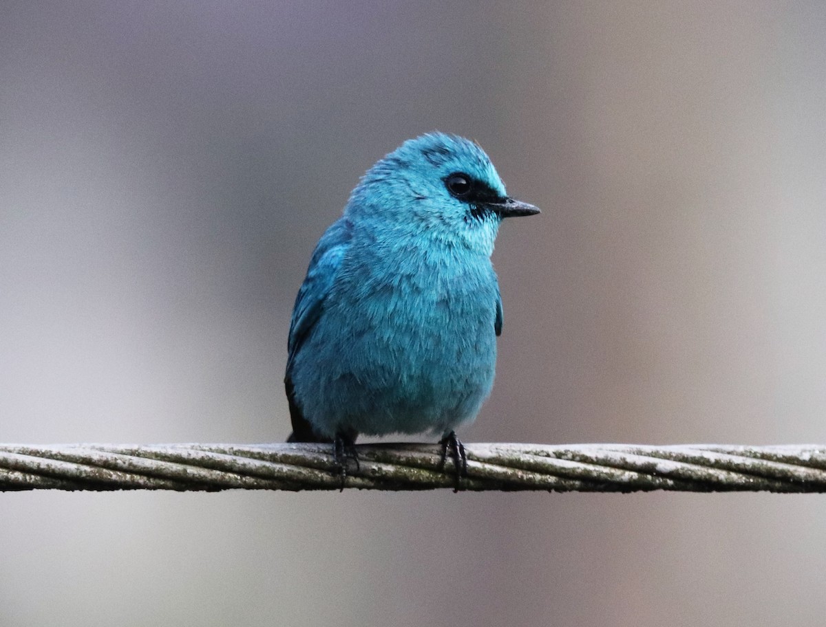 Verditer Flycatcher - ML623793320