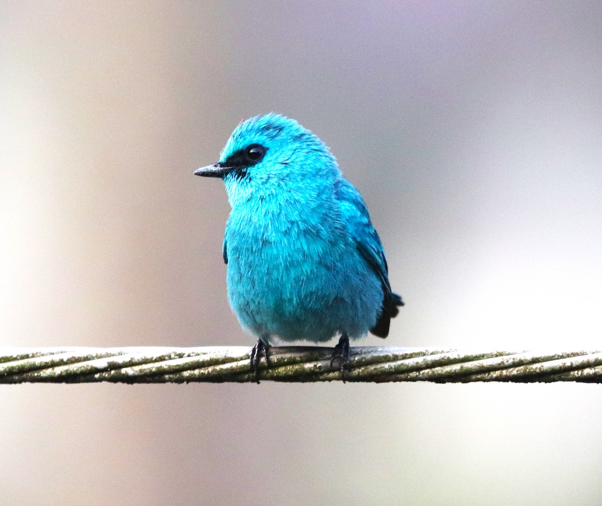 Verditer Flycatcher - ML623793321