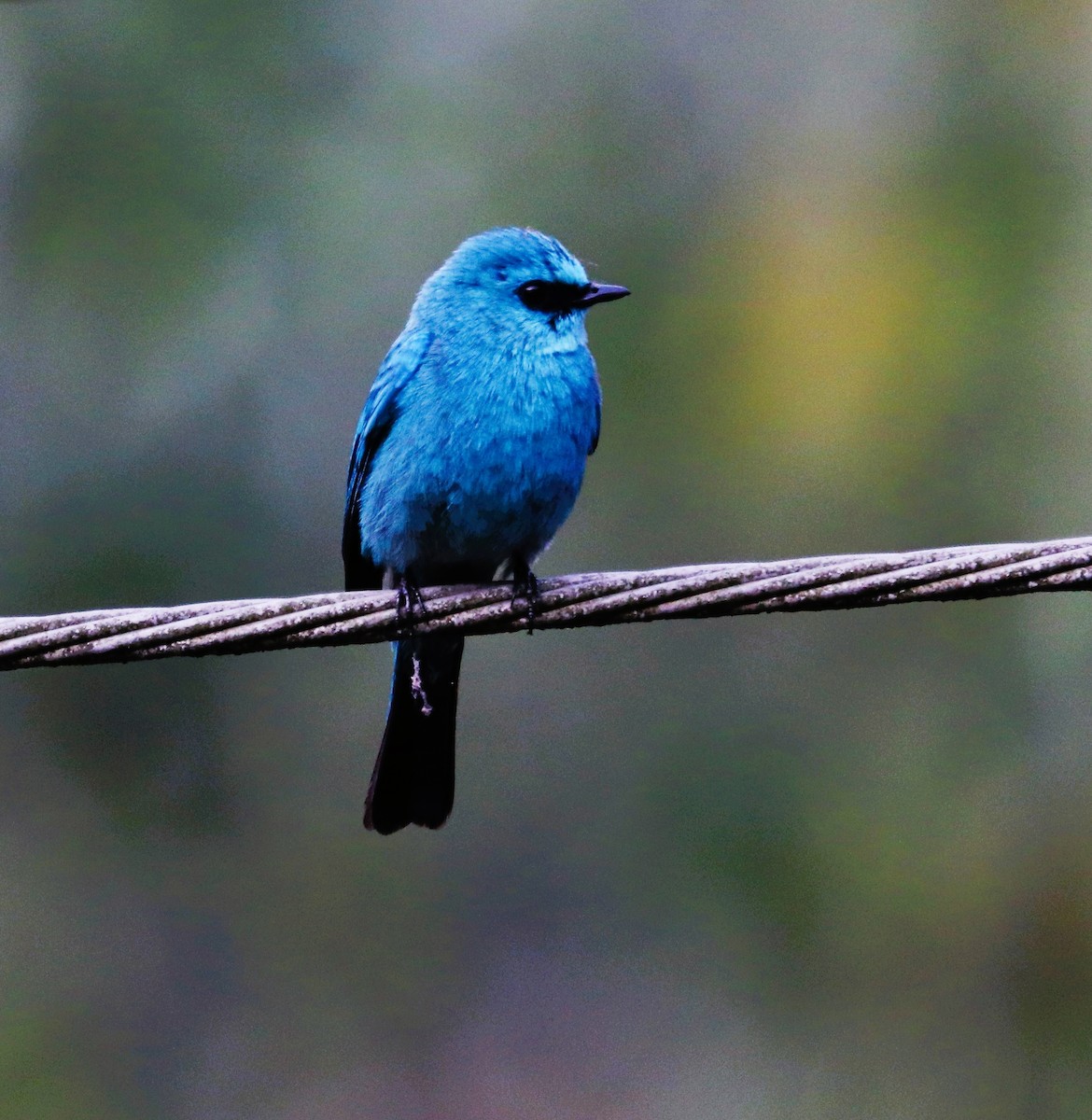 Verditer Flycatcher - ML623793323