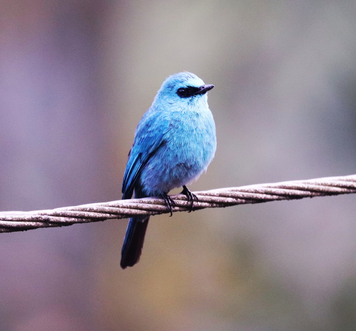 Verditer Flycatcher - ML623793326