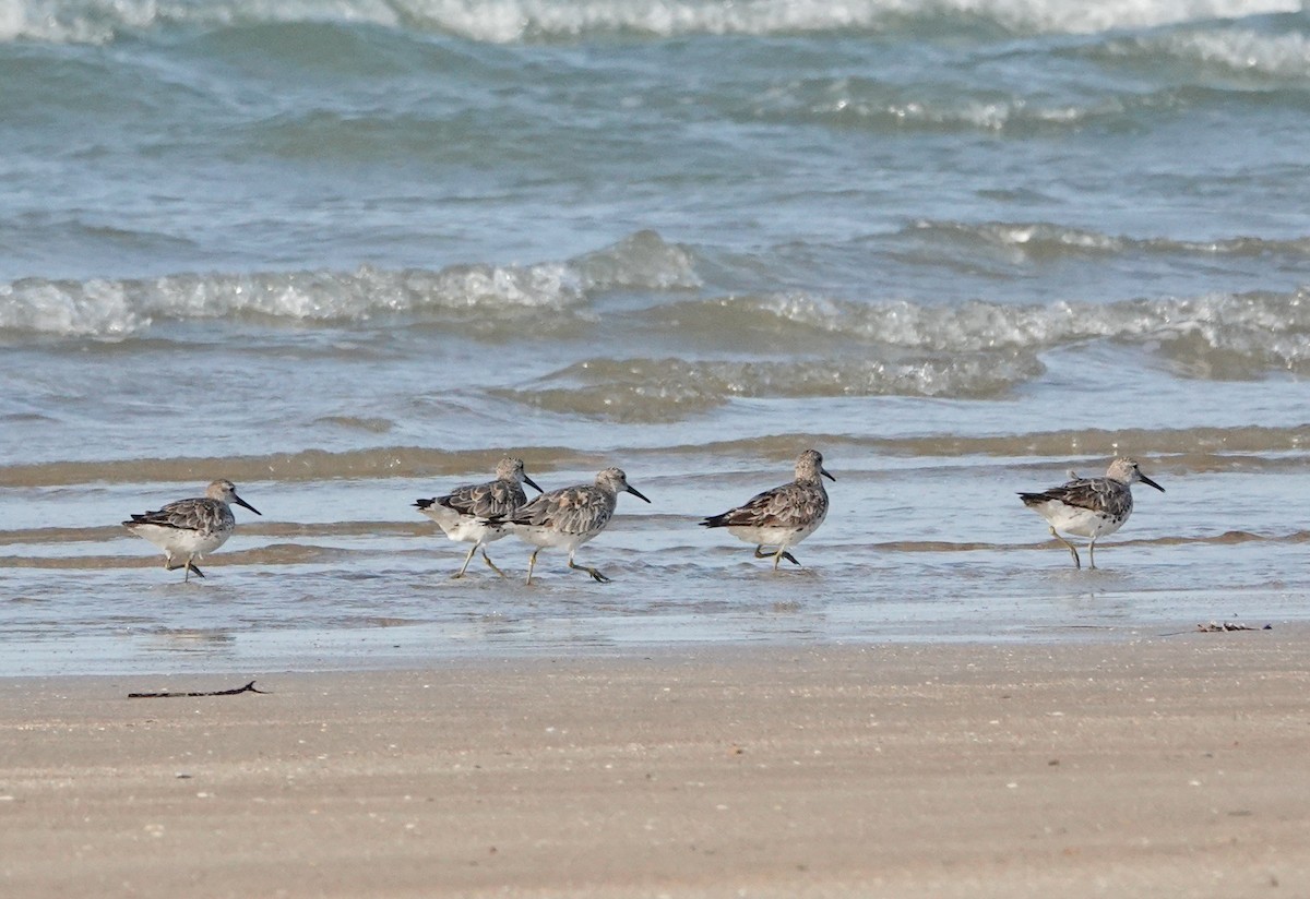 Great Knot - ML623793327