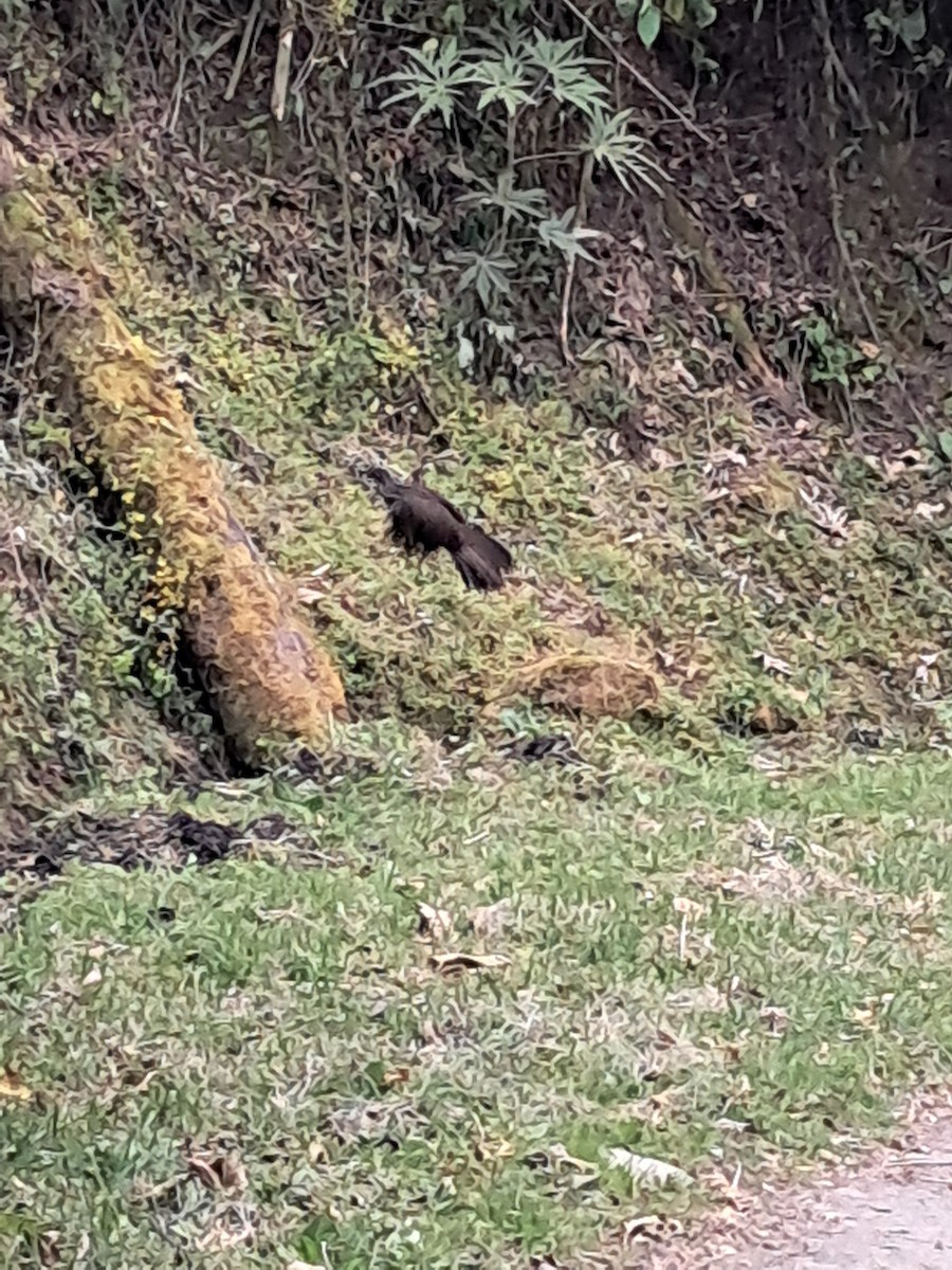 Andean Guan - ML623793341