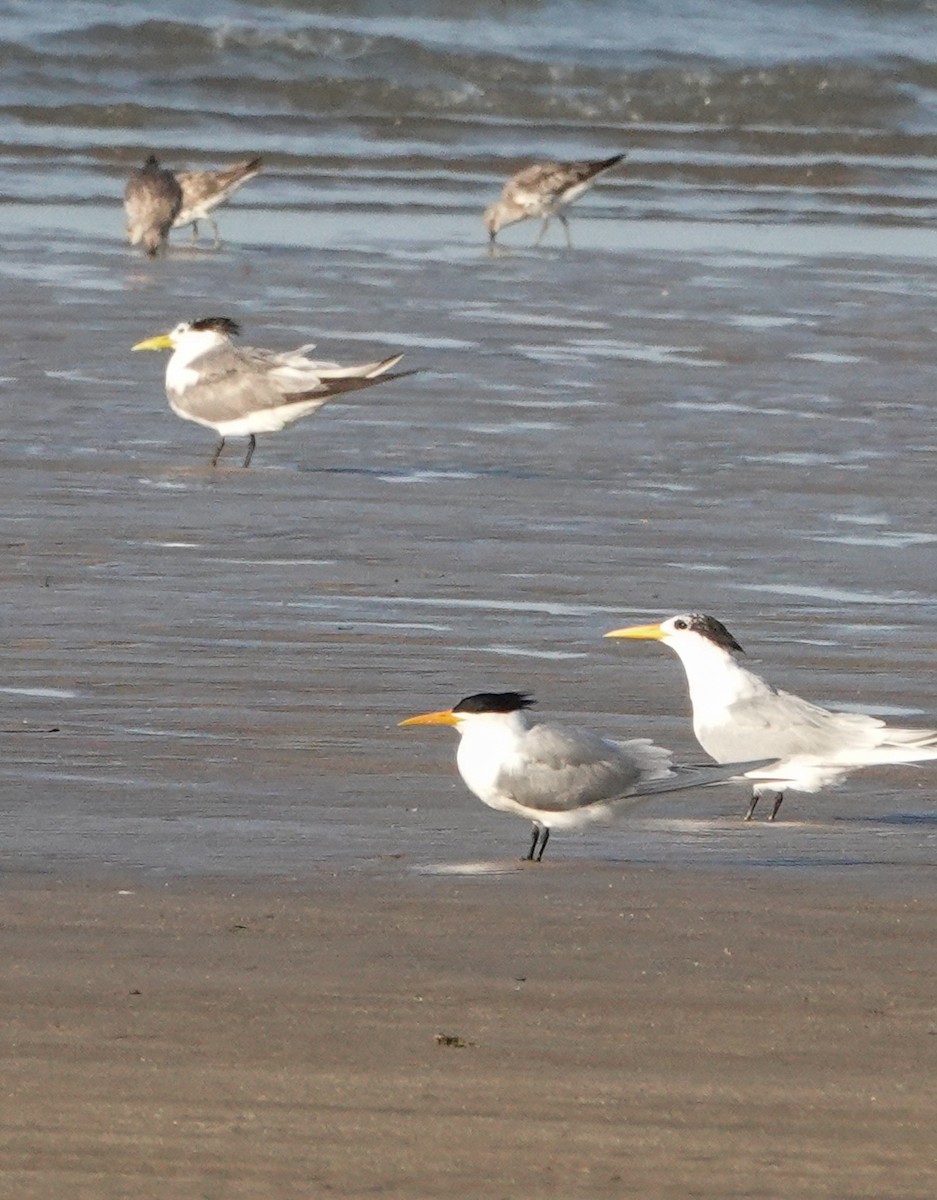 Lesser Crested Tern - ML623793345