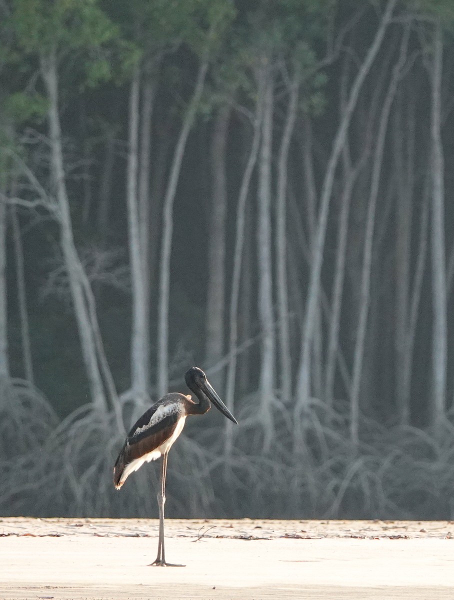 Black-necked Stork - ML623793358