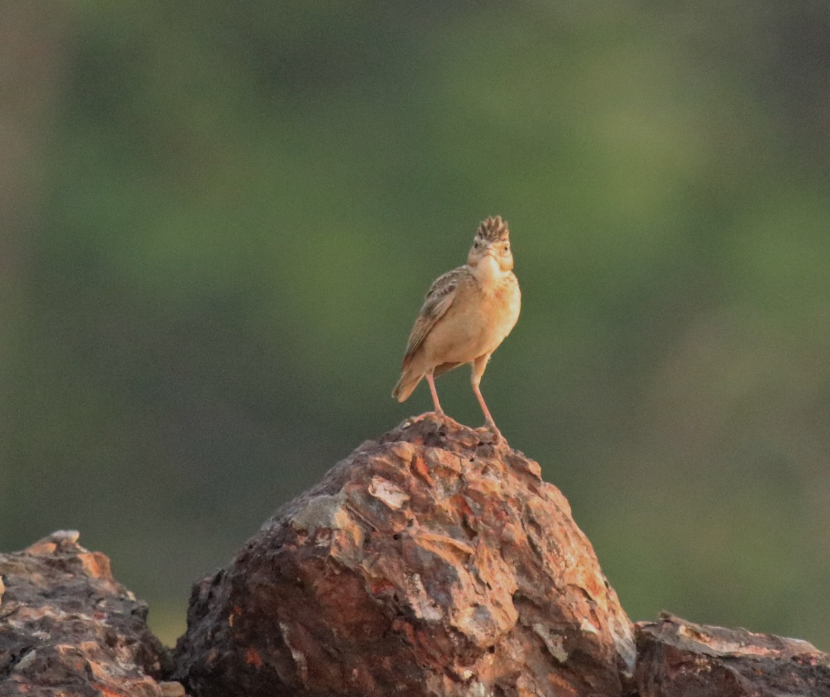 Jerdon's Bushlark - ML623793369