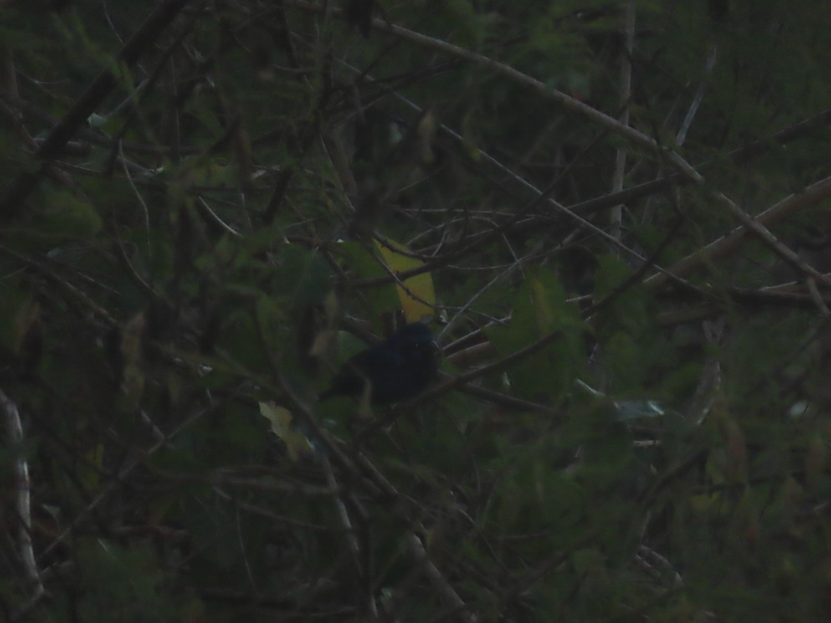 Blue Bunting (West Mexico) - ML623793392