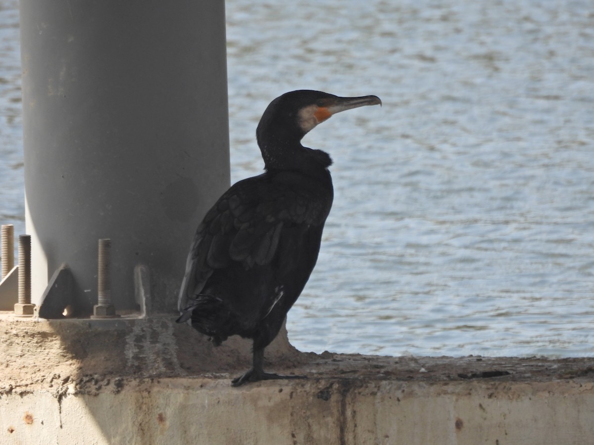 Grand Cormoran (sinensis/hanedae) - ML623793394