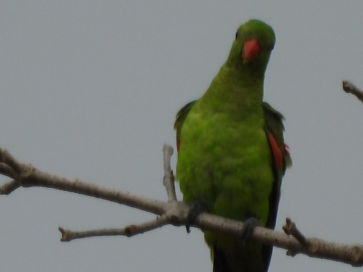 Red-winged Parrot - ML623793412