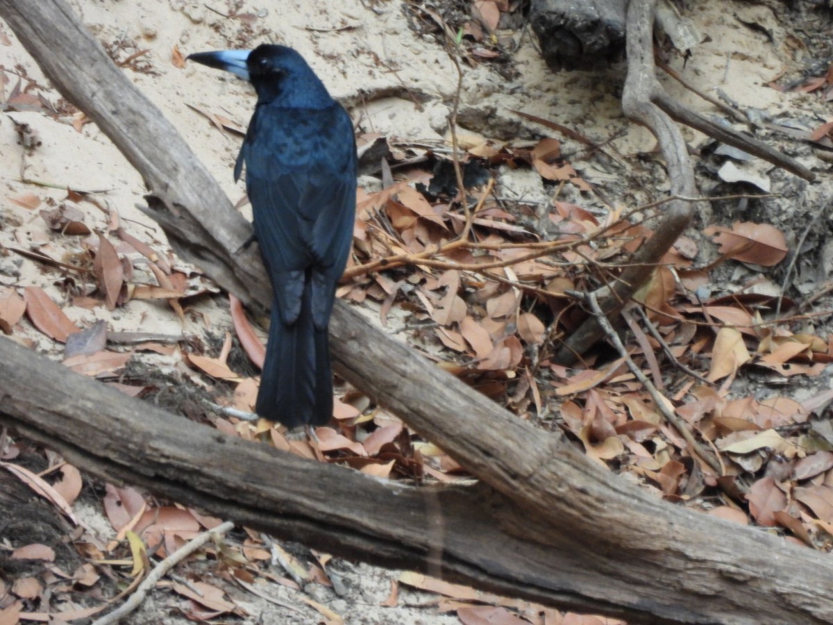 Black Butcherbird - ML623793417