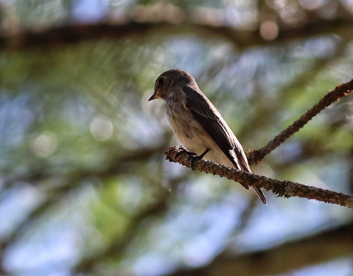 Papamoscas Siberiano - ML623793427