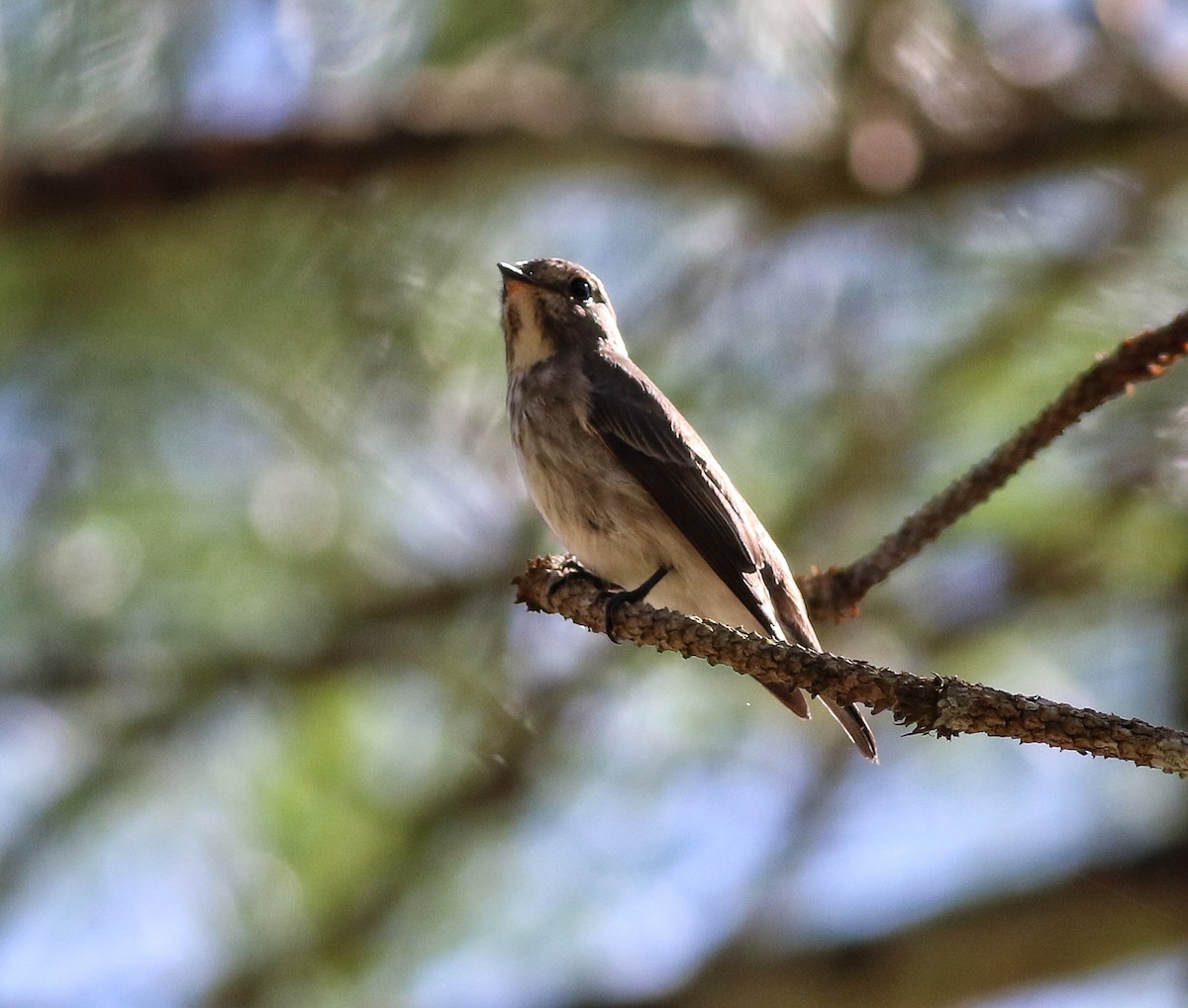 Papamoscas Siberiano - ML623793428