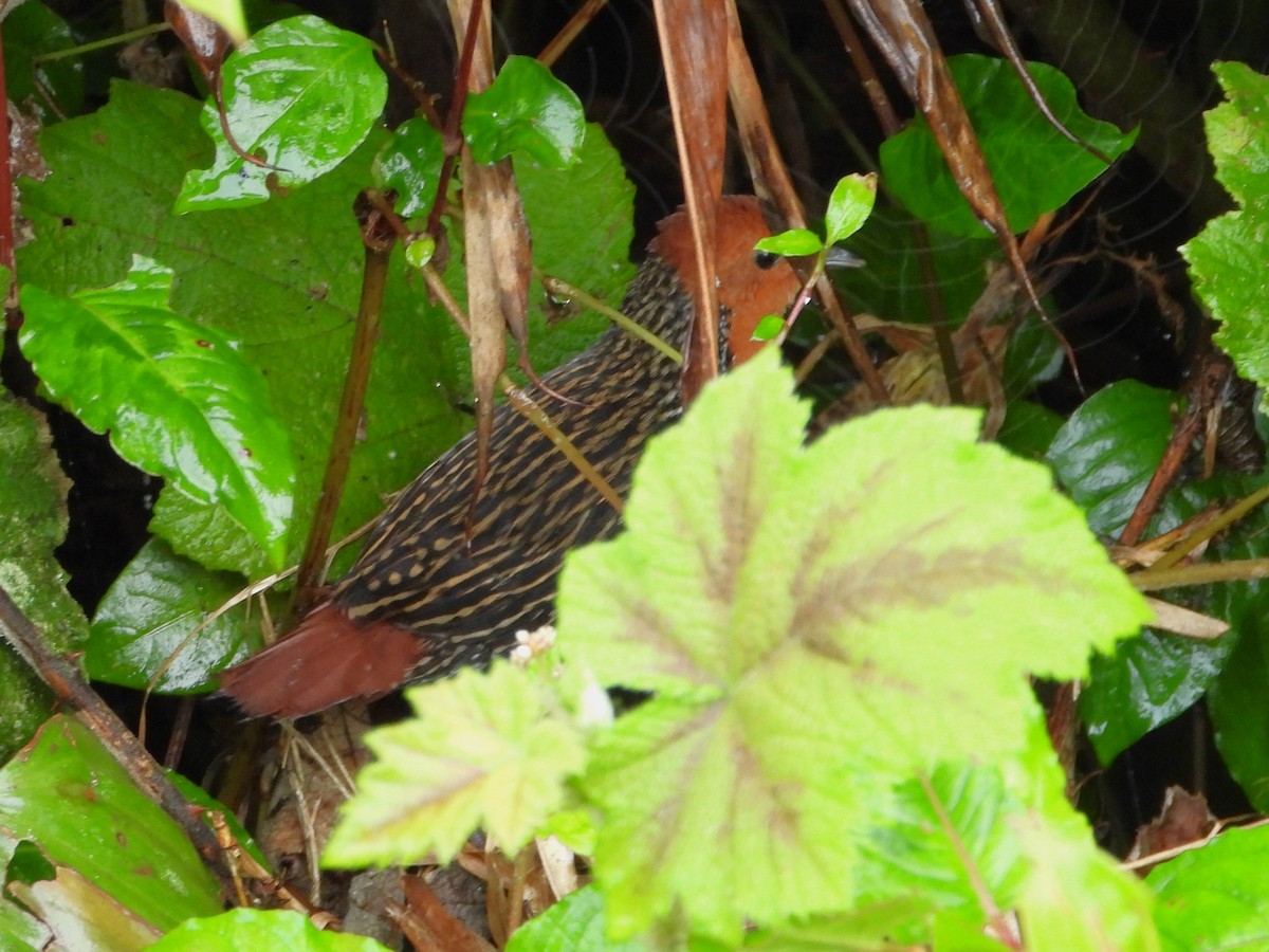 Madagascar Flufftail - ML623793453