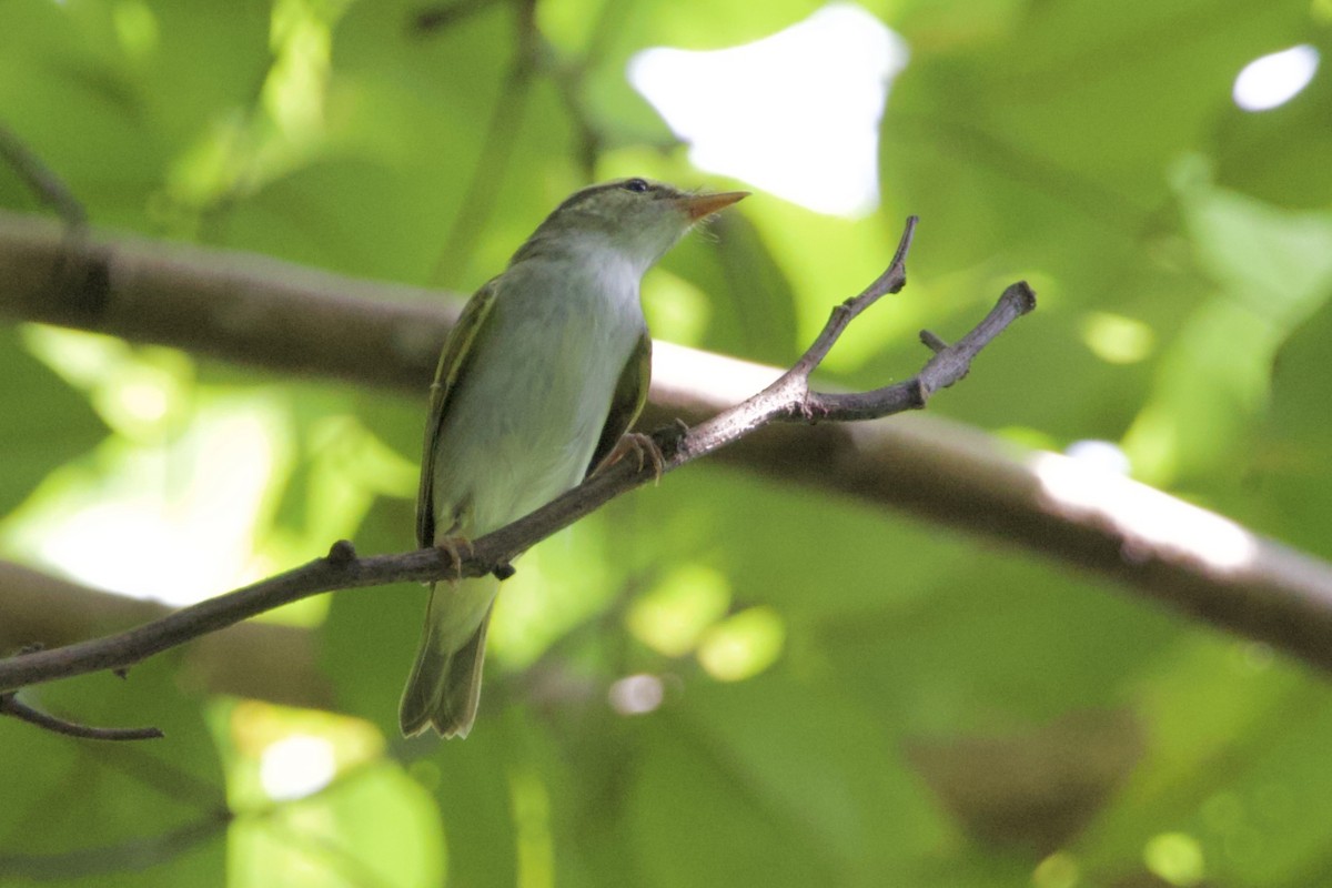 Eastern Crowned Warbler - ML623793459