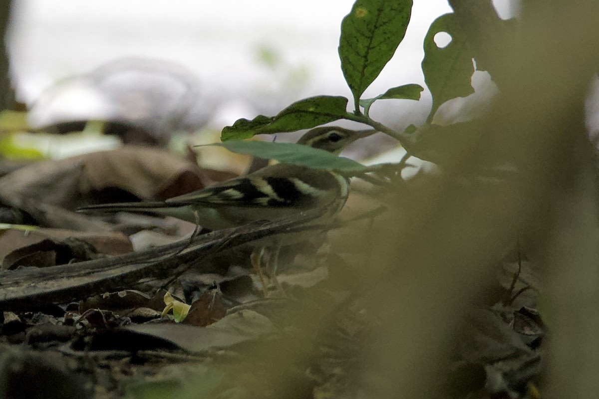 Forest Wagtail - Peeramon Ngarmtipanont