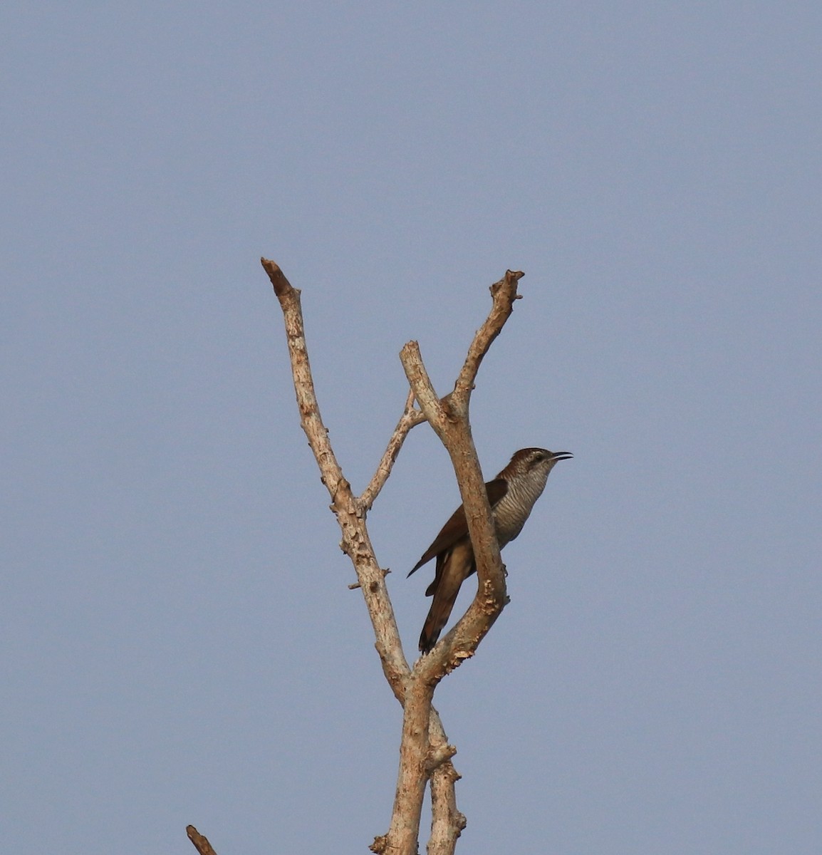 Banded Bay Cuckoo - ML623793553