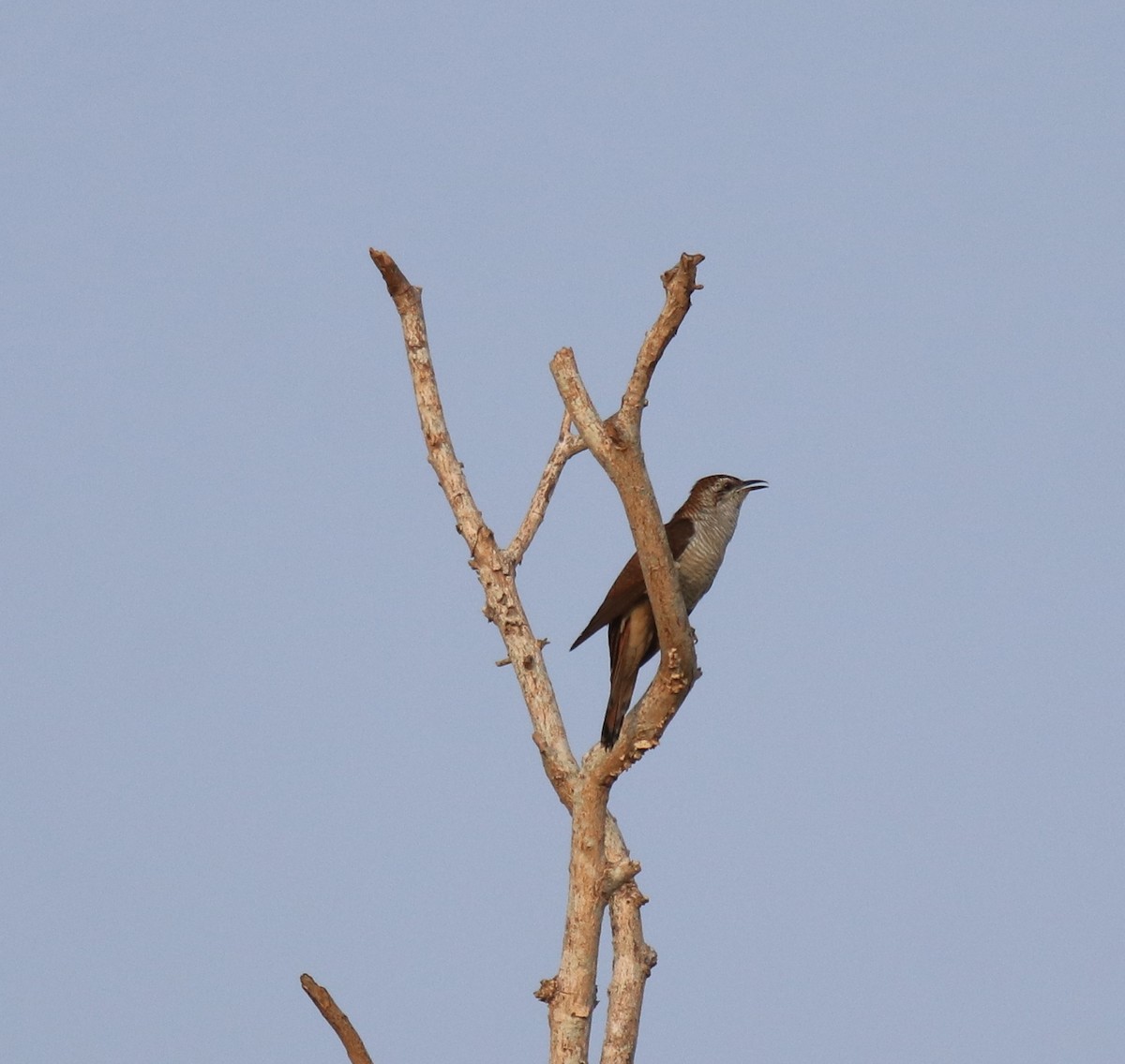 Banded Bay Cuckoo - ML623793561