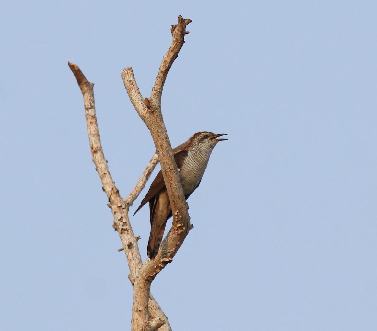 Banded Bay Cuckoo - ML623793563