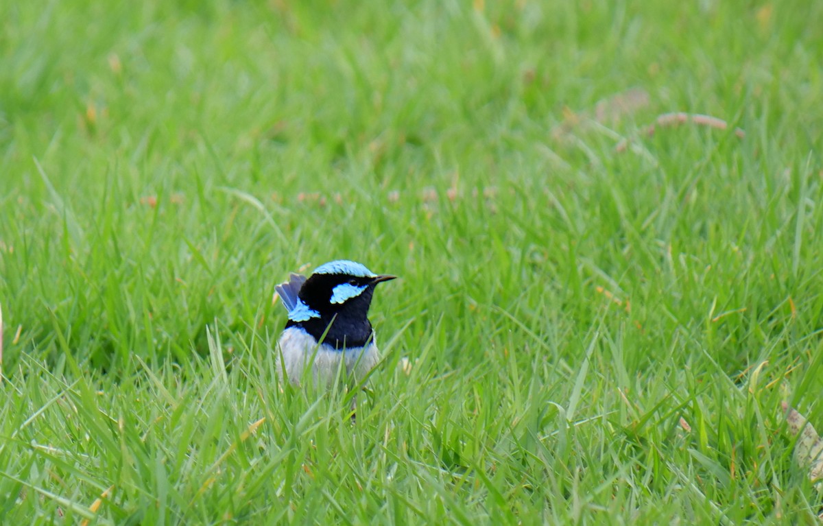 Superb Fairywren - Shaun Chang