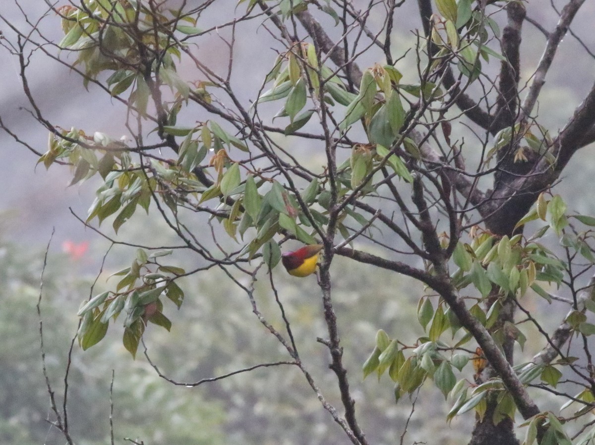 Mrs. Gould's Sunbird - ML623793666