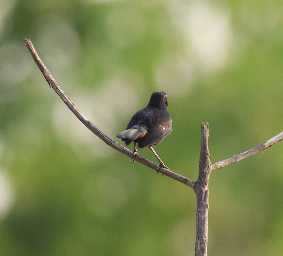 Indian Robin - ML623793697