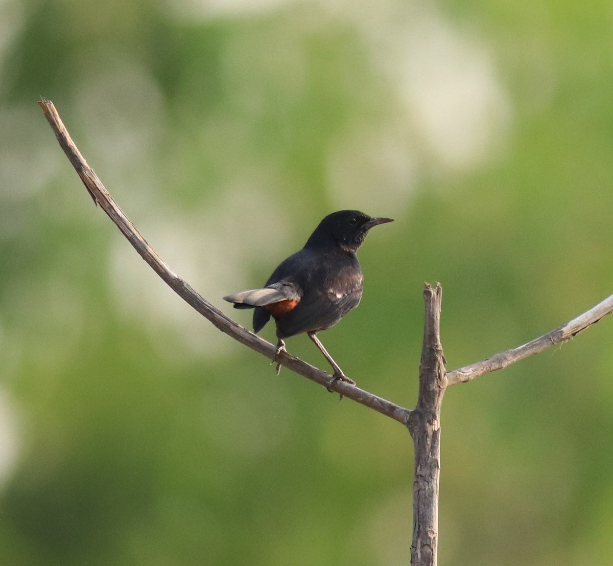 Indian Robin - ML623793698