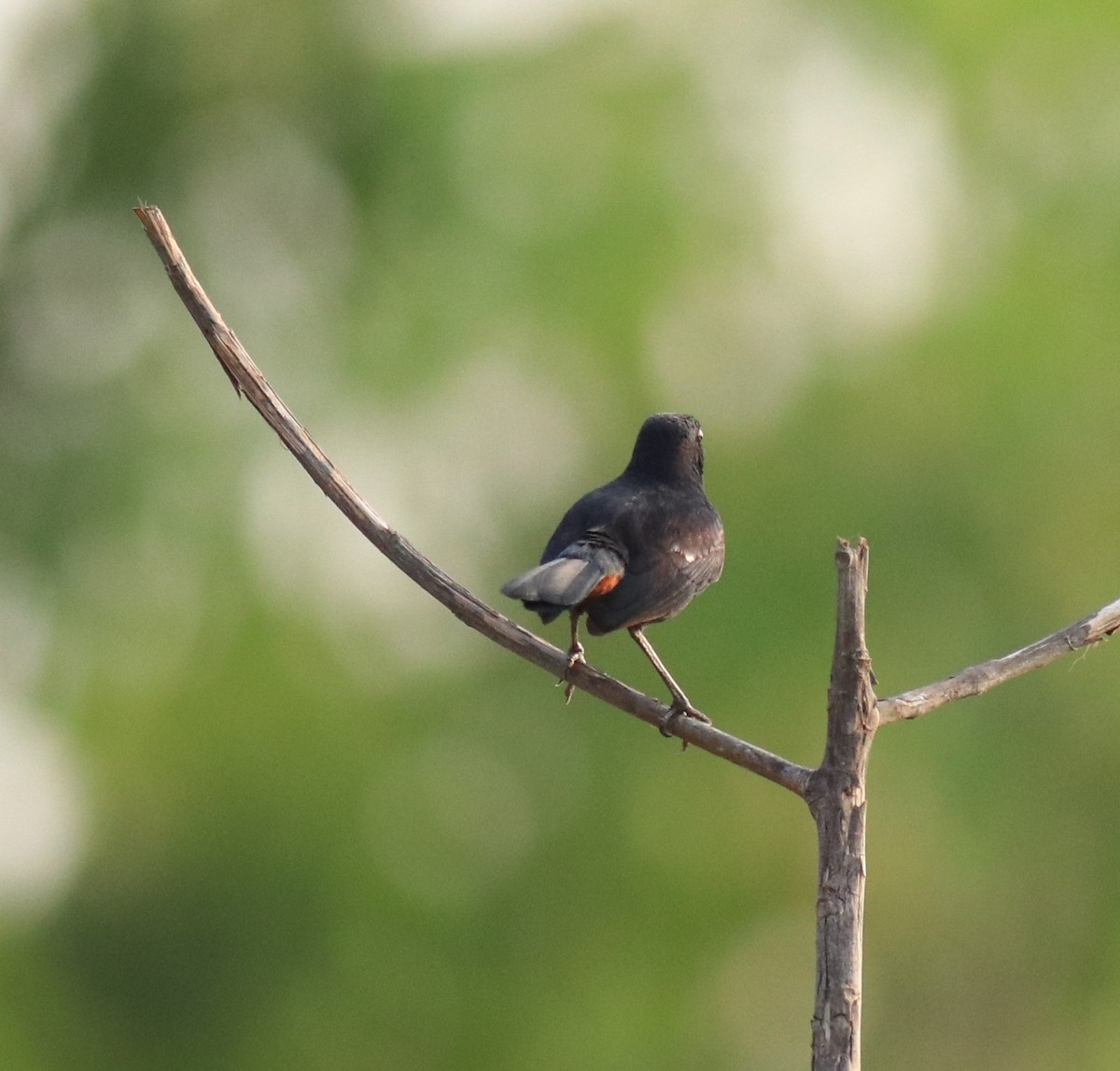 Indian Robin - ML623793699