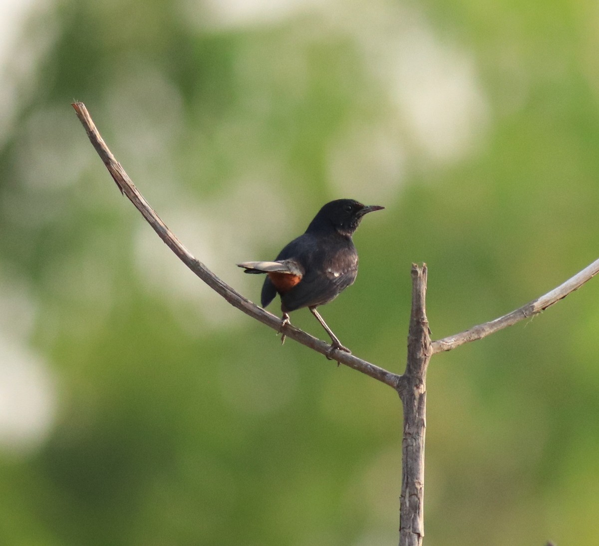 Indian Robin - ML623793700