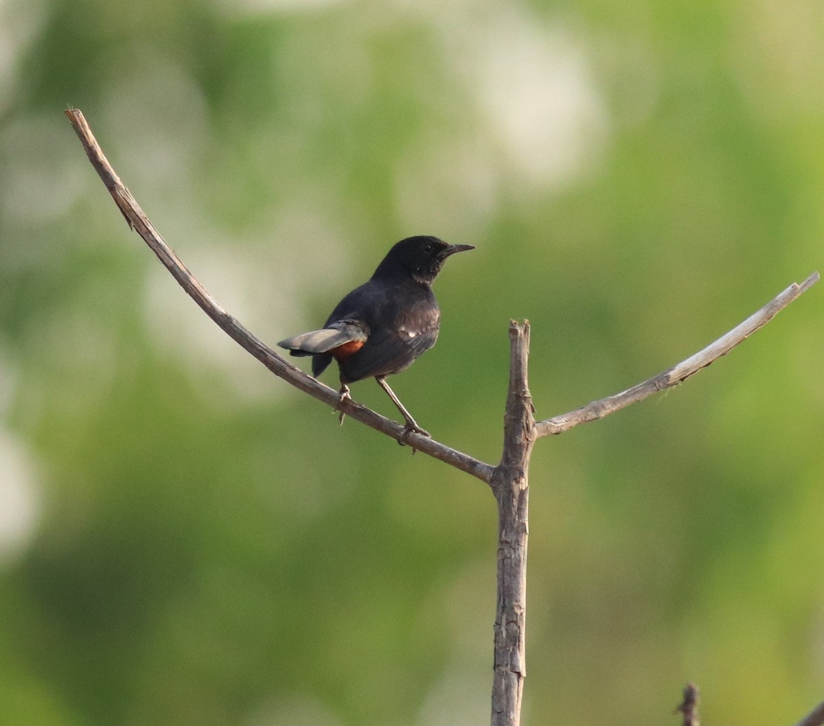 Indian Robin - ML623793701