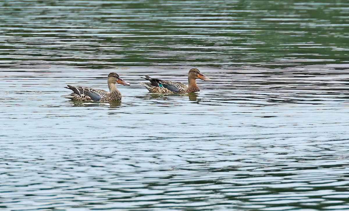 Northern Shoveler - ML623793715