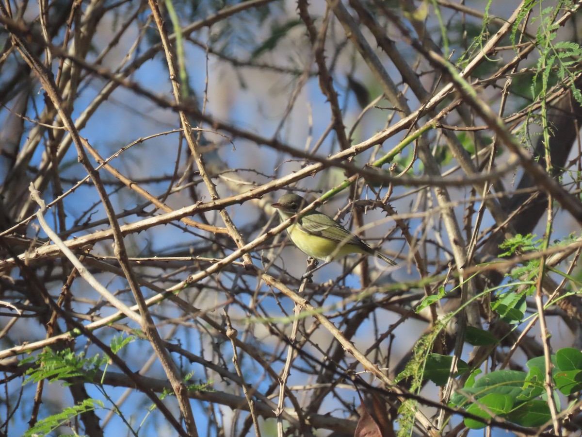 krattvireo (bellii/medius) - ML623793737