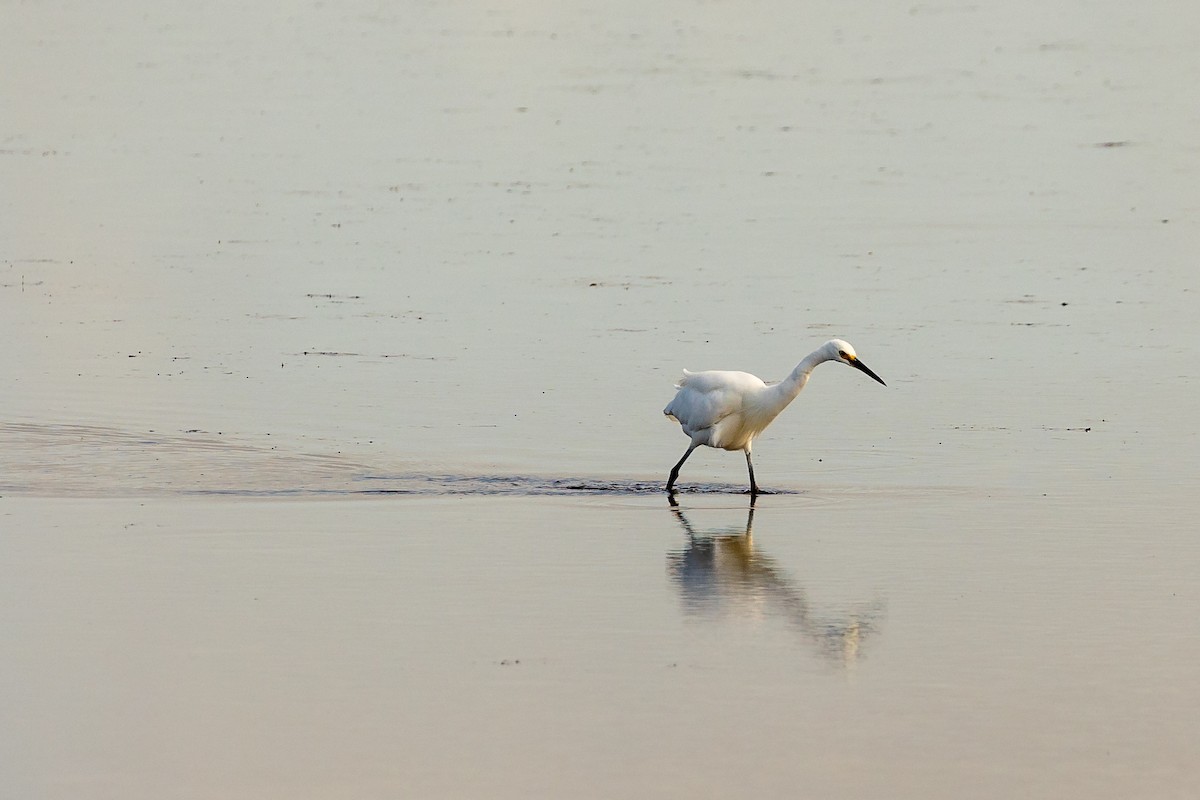 Little Egret - ML623793764