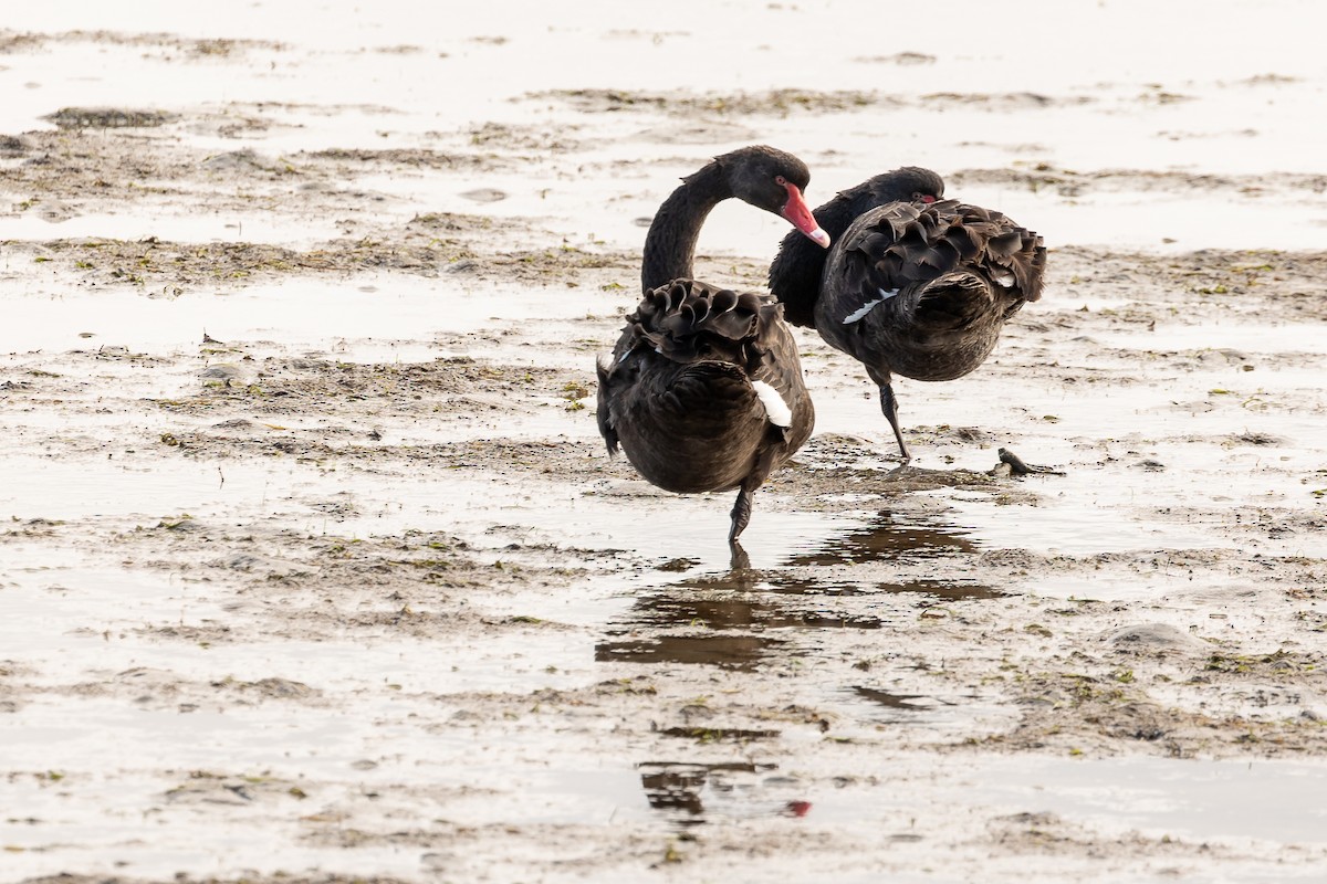 Black Swan - ML623793773