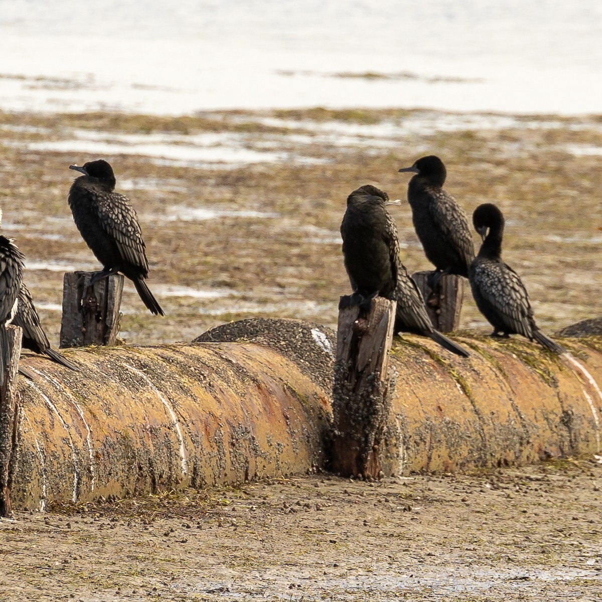 Little Black Cormorant - ML623793781