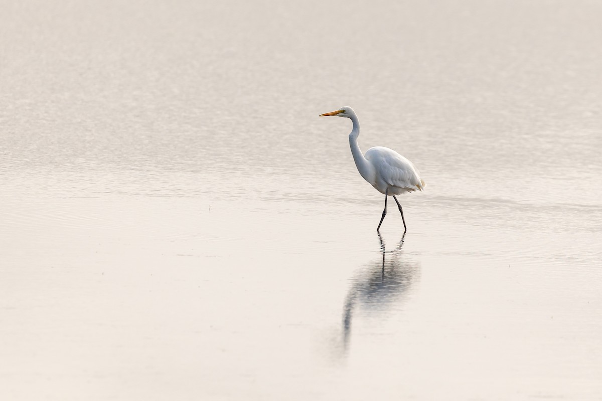 Great Egret - ML623793783