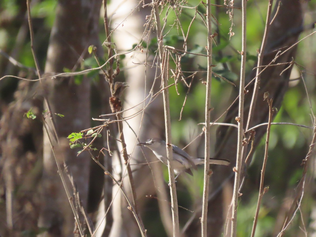 White-lored Gnatcatcher - ML623793795