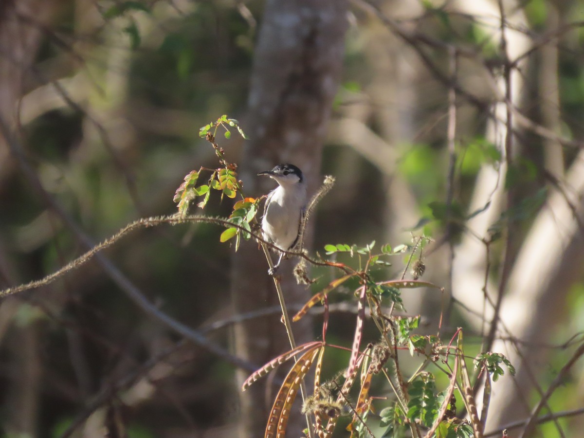 White-lored Gnatcatcher - ML623793796