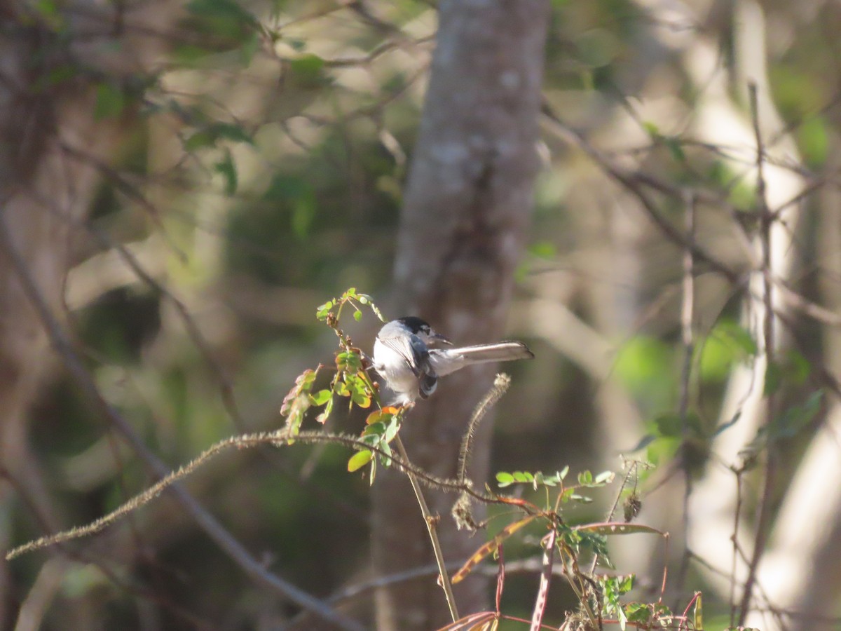 White-lored Gnatcatcher - ML623793797