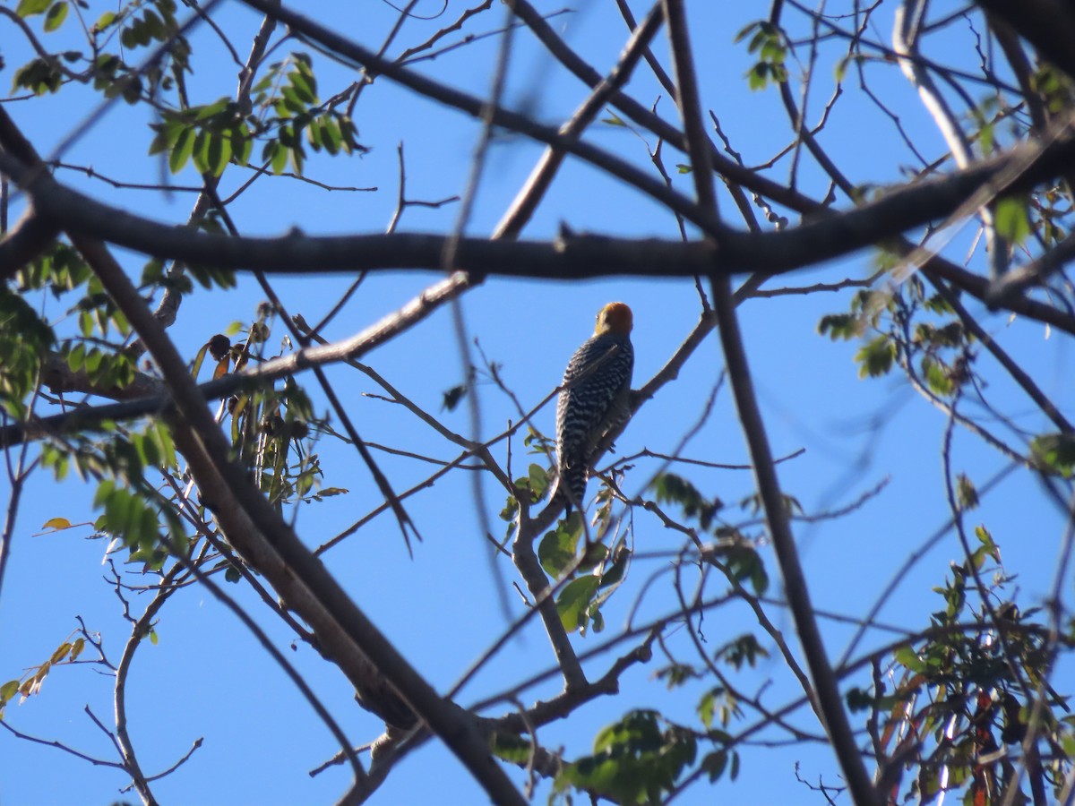 Golden-cheeked Woodpecker - ML623793817