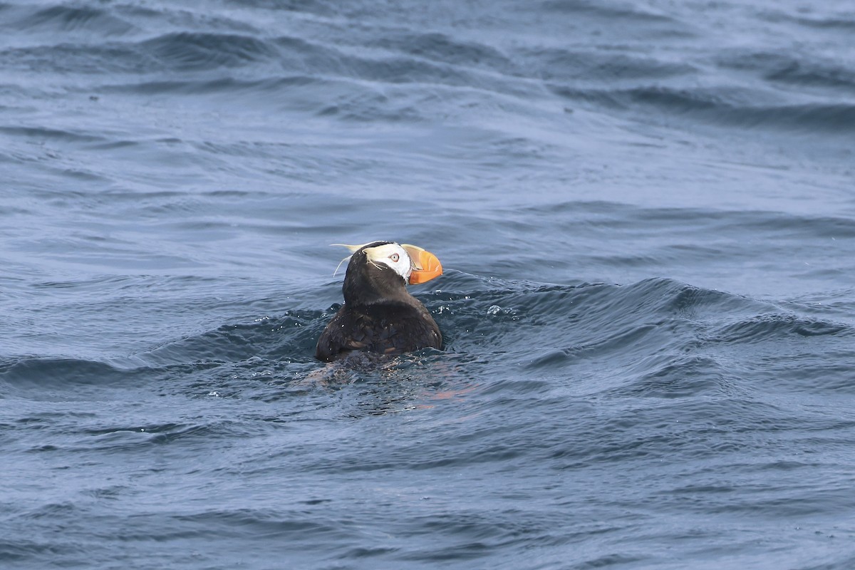 Tufted Puffin - ML623793848