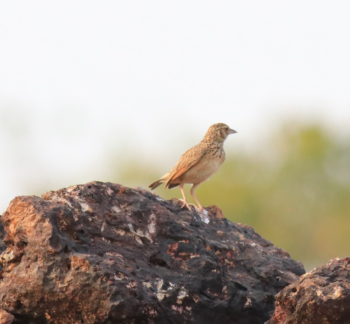 Jerdon's Bushlark - ML623793865