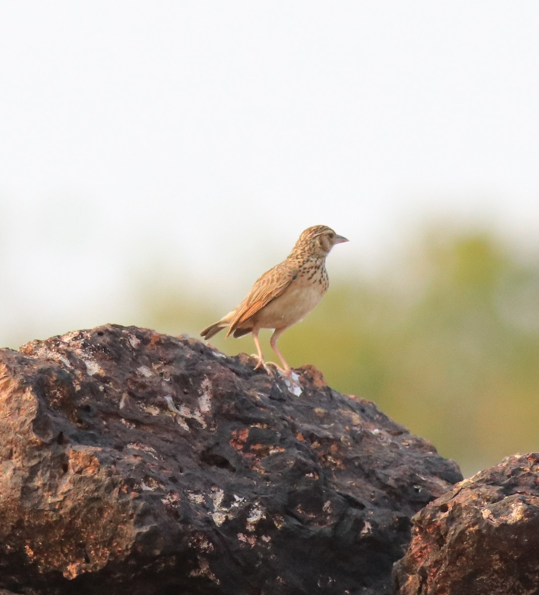 Jerdon's Bushlark - ML623793866