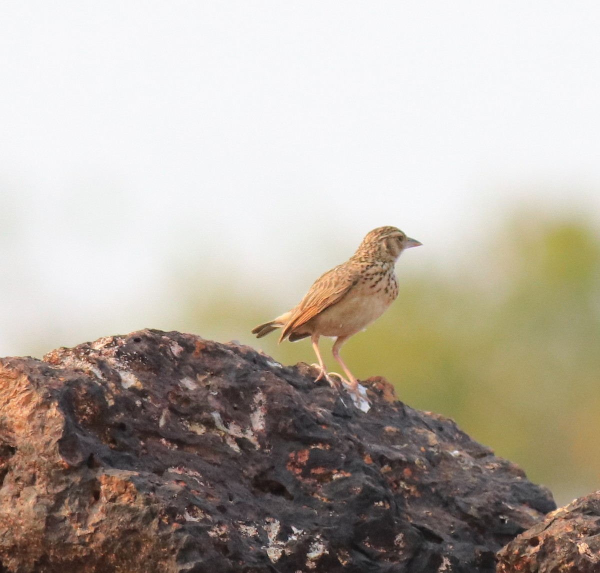 Jerdon's Bushlark - ML623793868